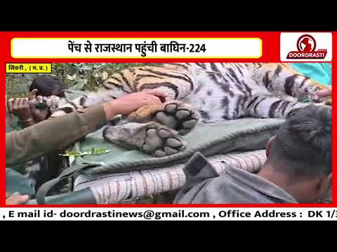 पेंच से राजस्थान पहुंची बाघिन-224
