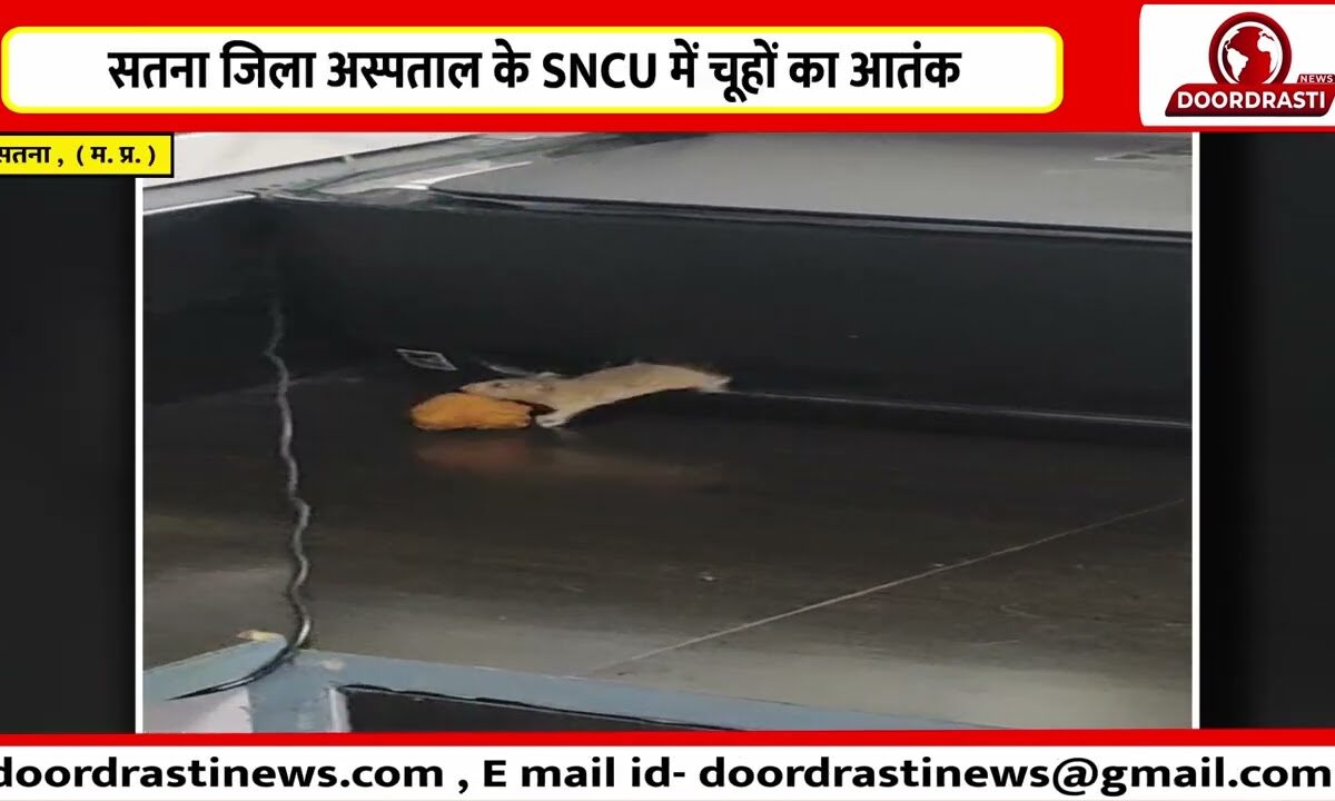 सतना जिला अस्पताल के SNCU में चूहों का आतंक