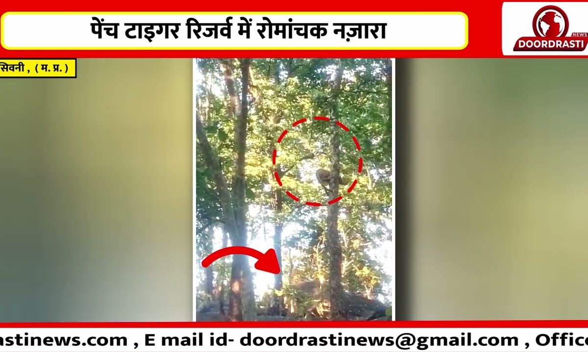 पेंच टाइगर रिजर्व में रोमांचक नज़ारा