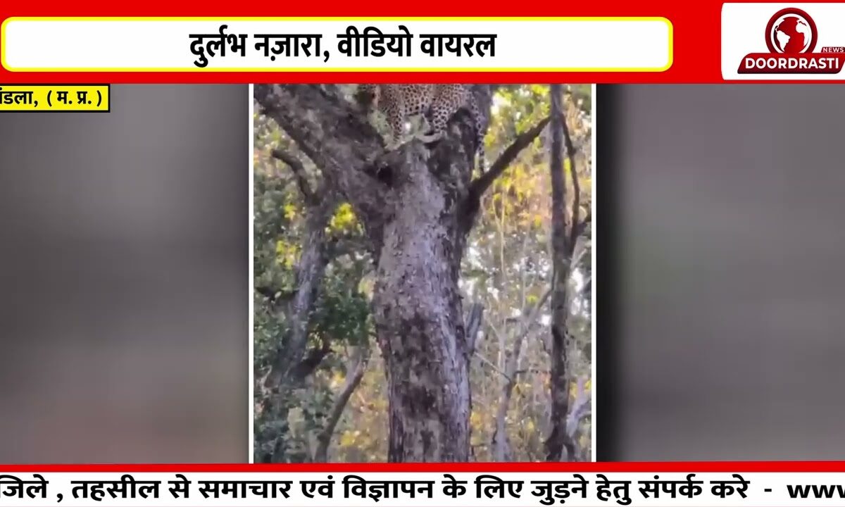 कान्हा में बाघिन नीलिमा का अनोखा साहस