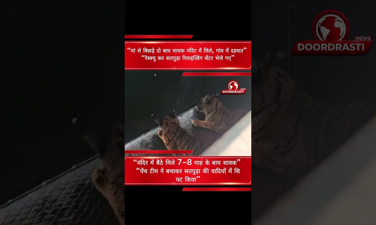 बाघ के दो नन्हे शावकों को भेजा गया सतपुड़ा #latestnews #doordrastinews