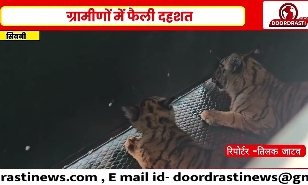 शिव मंदिर में पहुंचे दो नन्हे बाघ शावक 🐯 गोरखपुर गांव में मची अफरा-तफरी