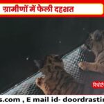 शिव मंदिर में पहुंचे दो नन्हे बाघ शावक 🐯 गोरखपुर गांव में मची अफरा-तफरी