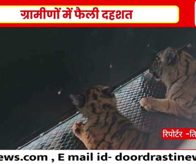 शिव मंदिर में पहुंचे दो नन्हे बाघ शावक 🐯 गोरखपुर गांव में मची अफरा-तफरी