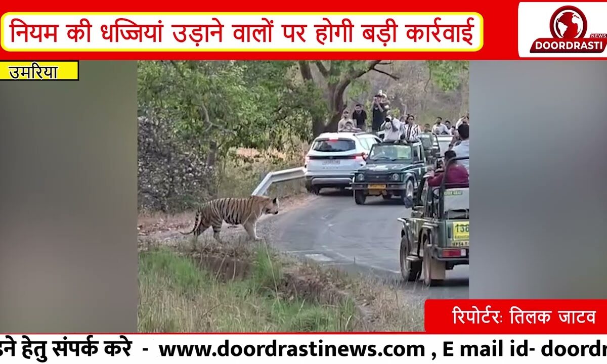 उमरिया - सड़क पर बाघ दिखा, लोग वीडियो बनाने में जुटे, लापरवाही पर उठे सवाल I