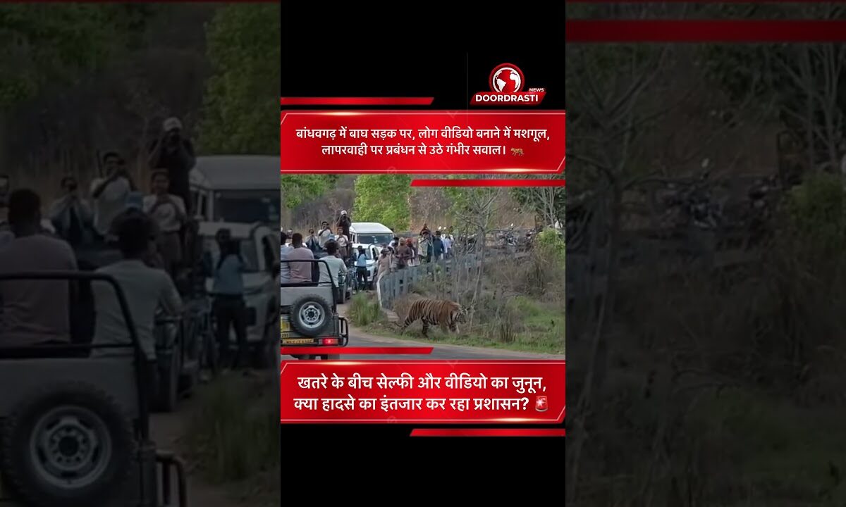 बांधवगढ़ में बाघ के सामने लोगों की लापरवाही | क्या हादसे का इंतजार कर रहा प्रबंधन?