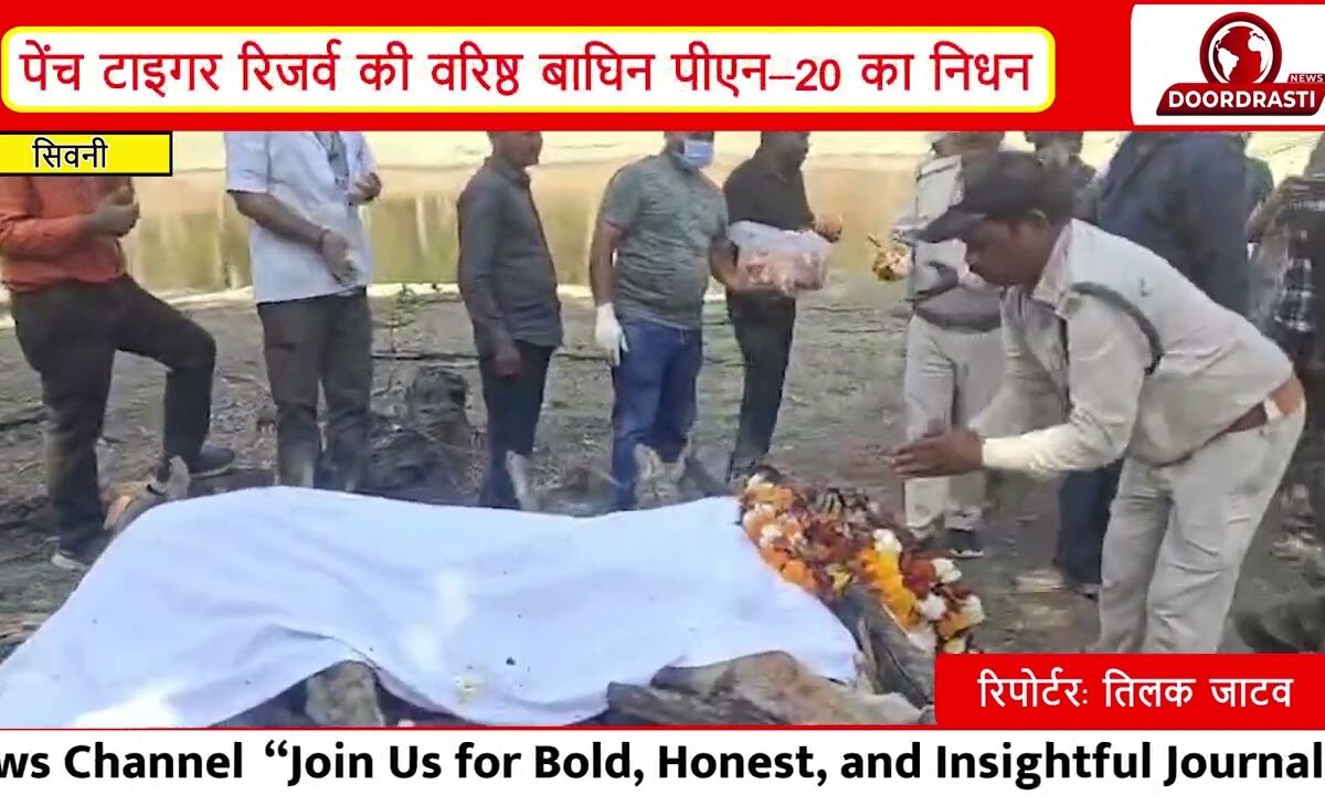 पेंच की मशहूर “लंगड़ी बाघिन” Tigress PN-20 का निधन | 17 साल की उम्र में ली आखिरी सांस |