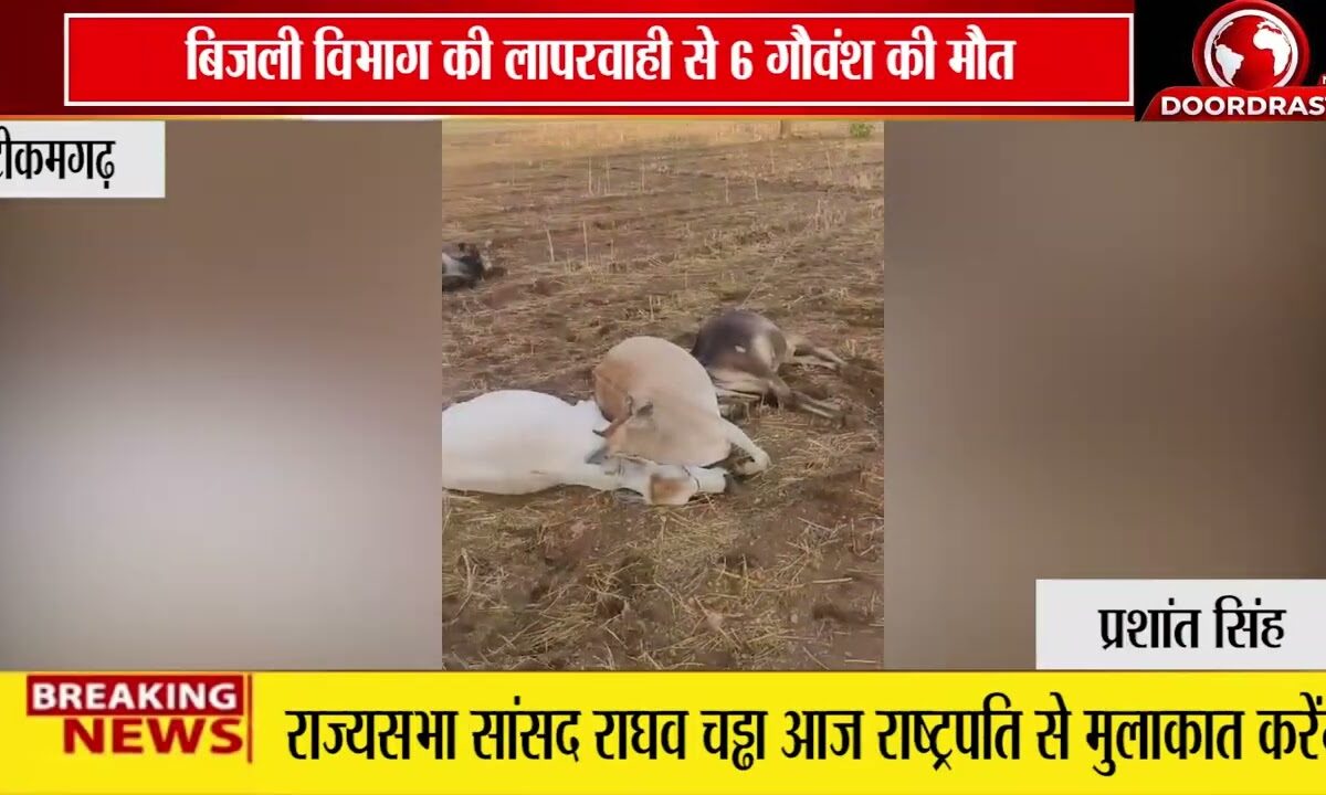 टीकमगढ़ में बिजली विभाग की लापरवाही से 6 गौवंश की मौत | टूटी लाइन बनी हादसे की वजह ⚡🐄
