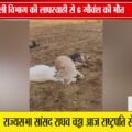 टीकमगढ़ में बिजली विभाग की लापरवाही से 6 गौवंश की मौत | टूटी लाइन बनी हादसे की वजह ⚡🐄