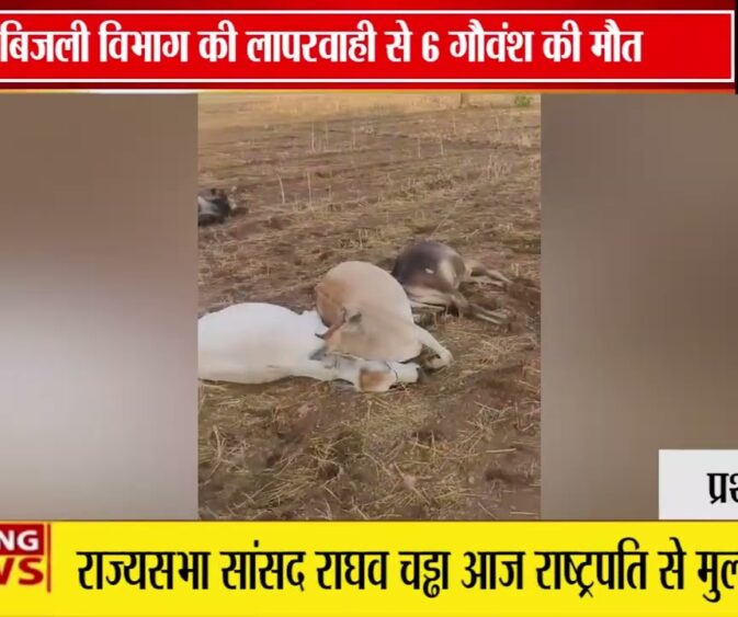 टीकमगढ़ में बिजली विभाग की लापरवाही से 6 गौवंश की मौत | टूटी लाइन बनी हादसे की वजह ⚡🐄
