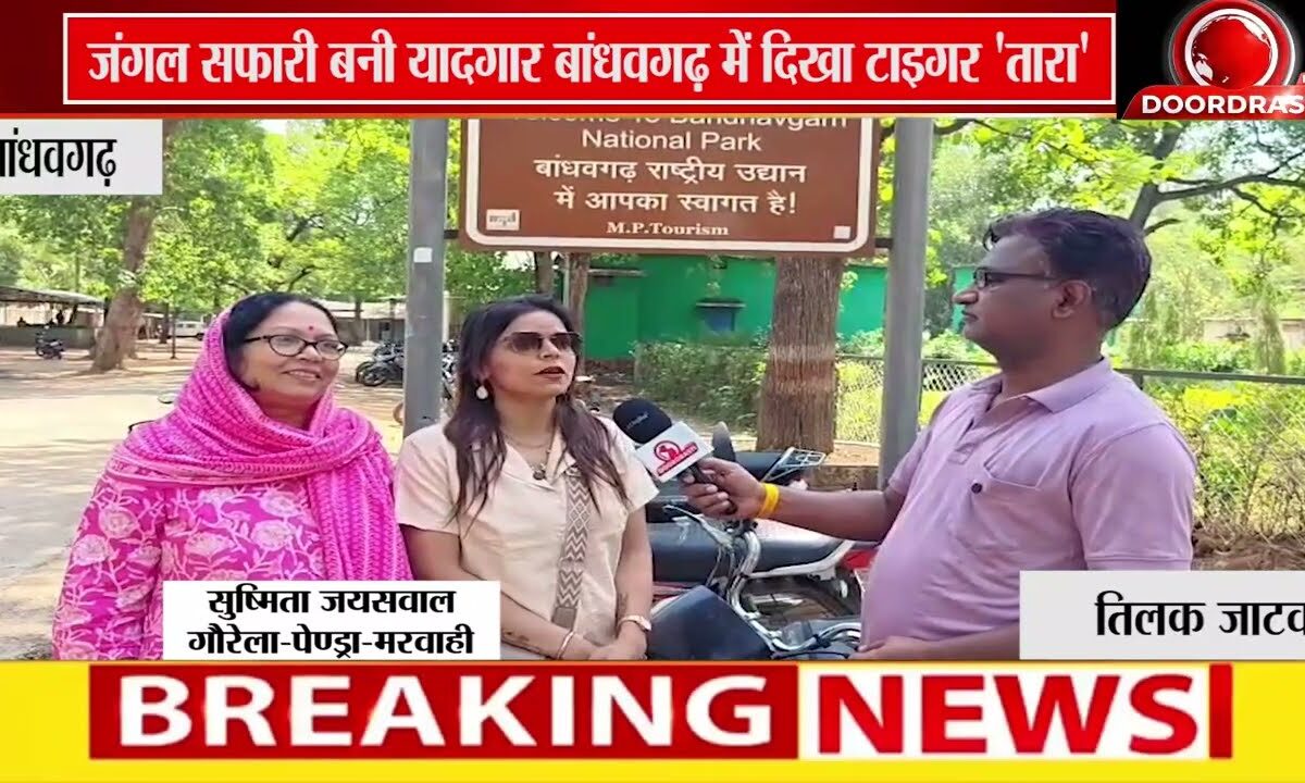 बांधवगढ़ के जंगल में टाइगर "तारा" का हुआ दीदार, पर्यटकों में खुशी की लहर