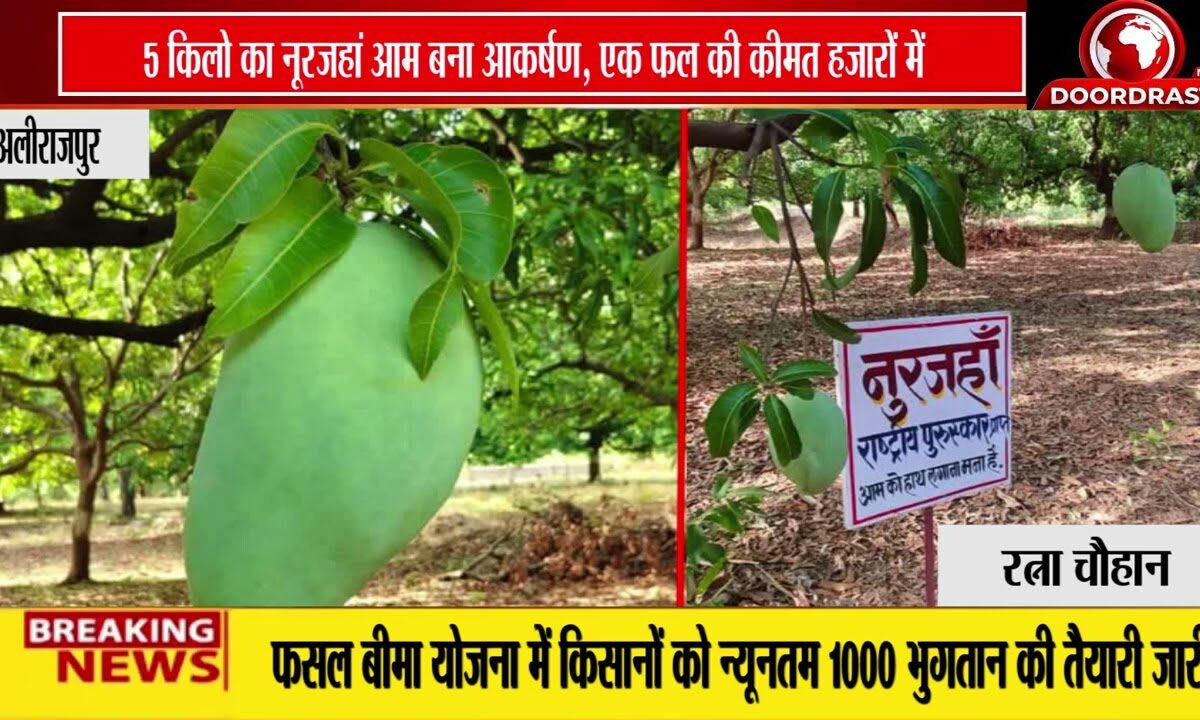 5 किलो तक का ‘नूरजहां’ आम बना आकर्षण का केंद्र, हजारों में बिक रहा एक फल