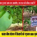 5 किलो तक का ‘नूरजहां’ आम बना आकर्षण का केंद्र, हजारों में बिक रहा एक फल