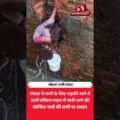 नोएडा में पानी के लिए नाले में उतरी लड़की | पानी संकट का वीडियो
