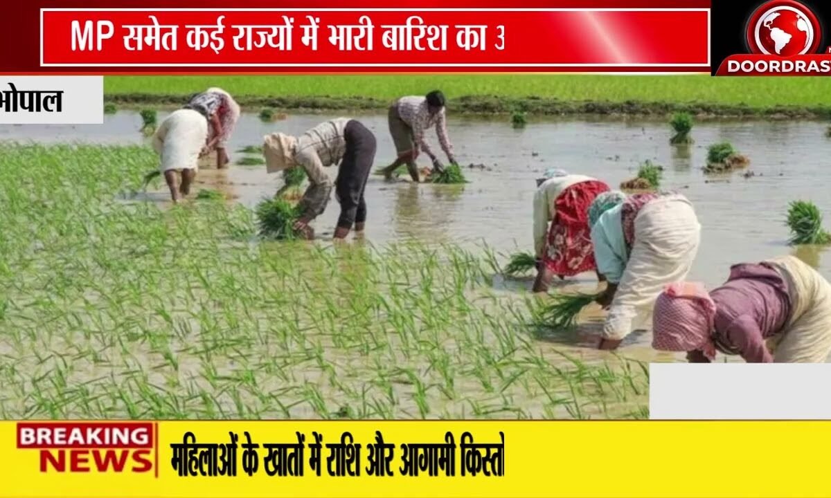 MP समेत कई राज्यों में भारी बारिश का अलर्ट! | किसानों के लिए IMD की बड़ी चेतावनी