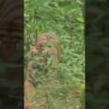उमरिया ब्रेकिंग: NH-43 पर दिखा बाघ, कार सवारों में मचा हड़कंप ! घुनघुटी हाईवे पर सड़क किनारे