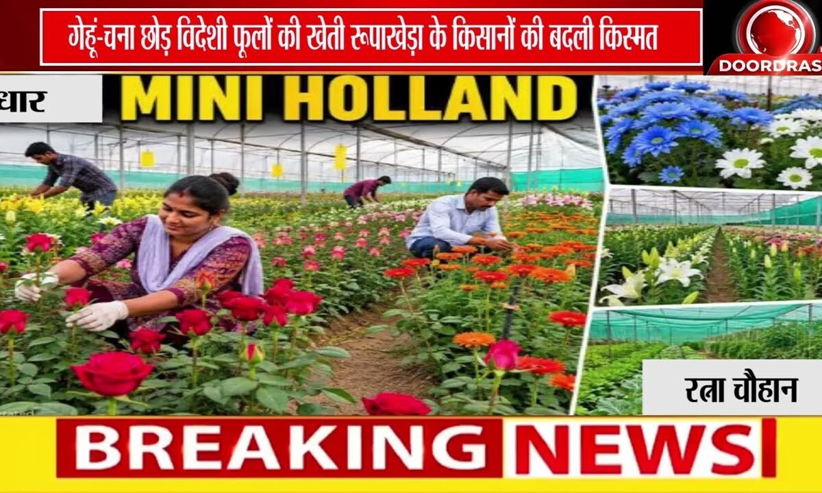MP का 'मिनी हॉलैंड' बना धार! | विदेशी फूलों की खेती से किसानों की बढ़ी आय