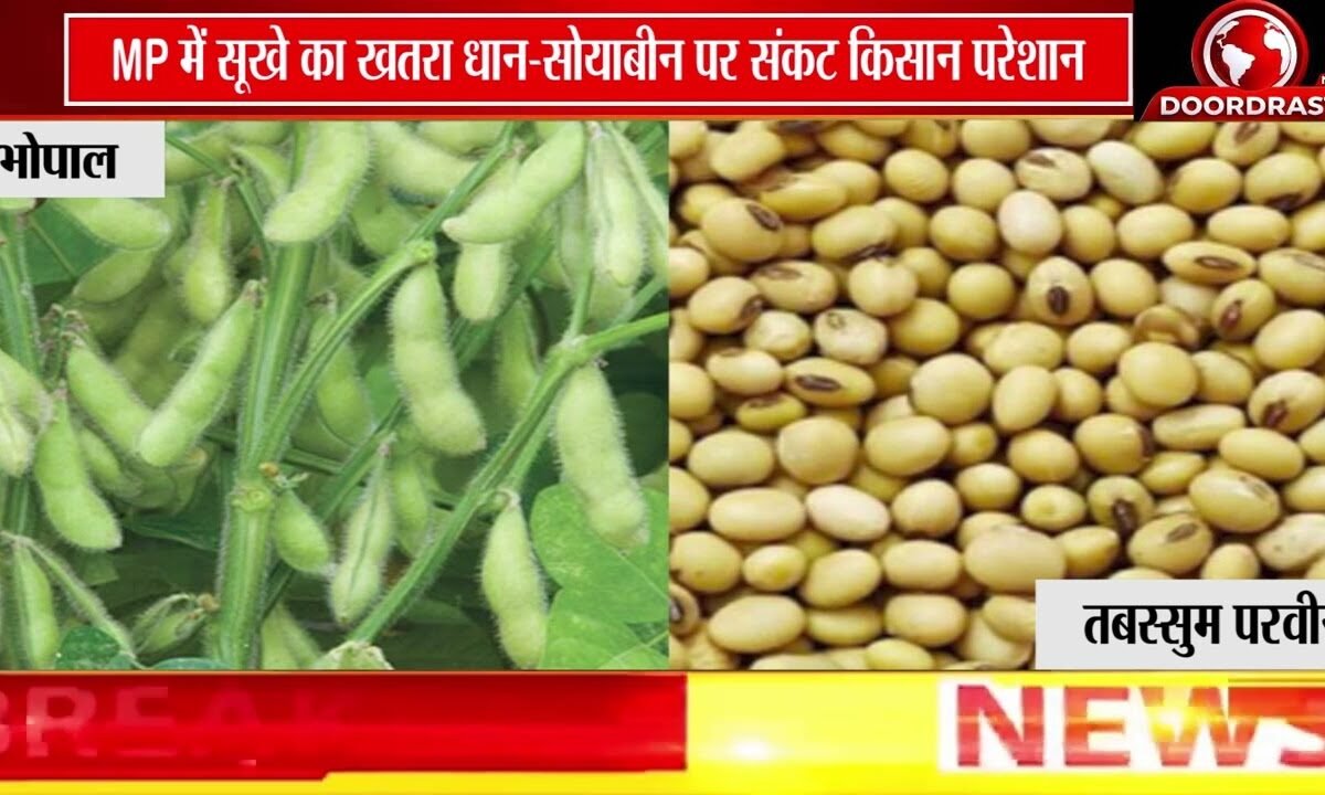 MP में सूखे जैसे हालात! | धान-सोयाबीन की फसल पर संकट, किसानों की बढ़ी चिंता