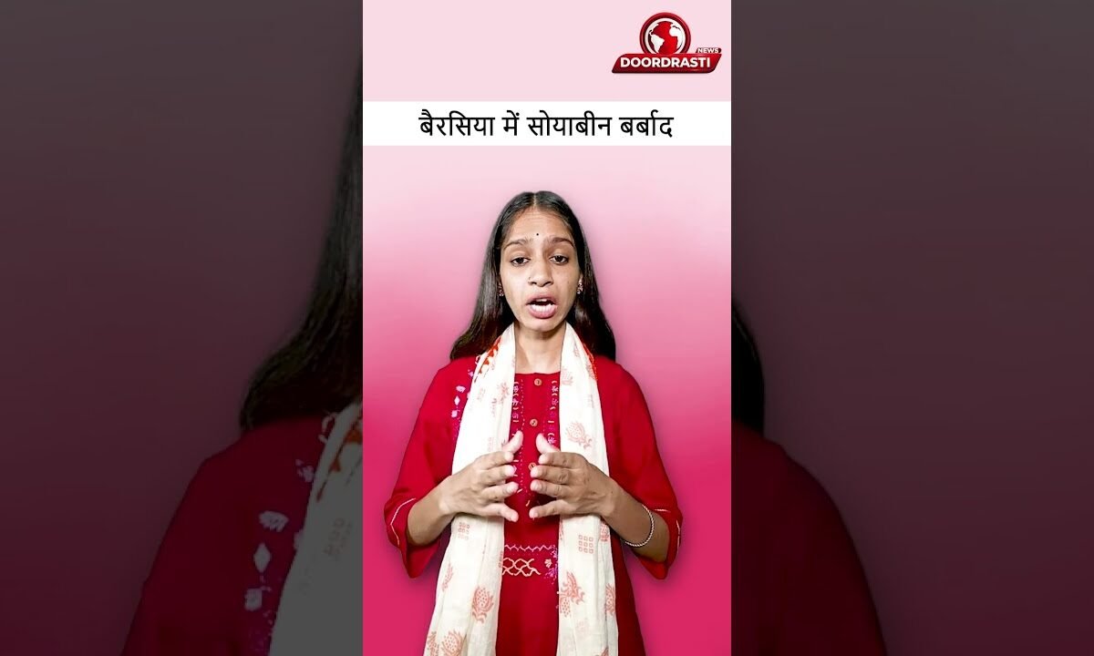 पीला मोजेक ने उजाड़ी किसानों की मेहनत! बैरसिया में सोयाबीन बर्बाद