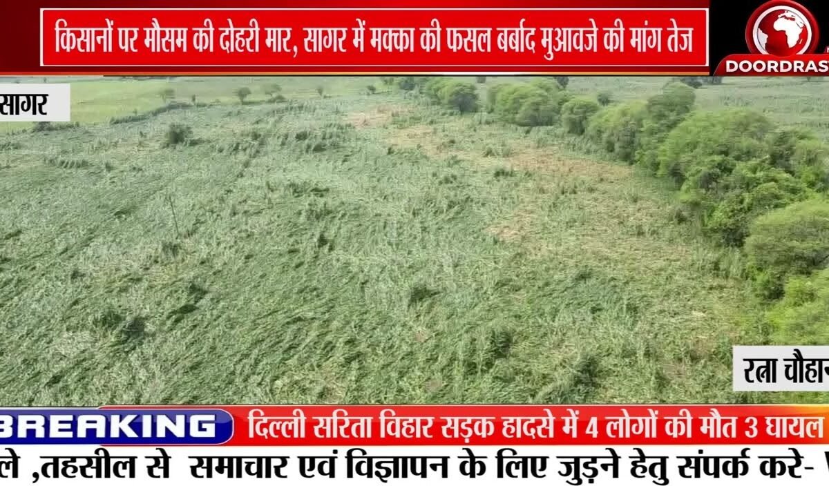 MP में सोयाबीन, उड़द के बाद मक्का भी बर्बाद