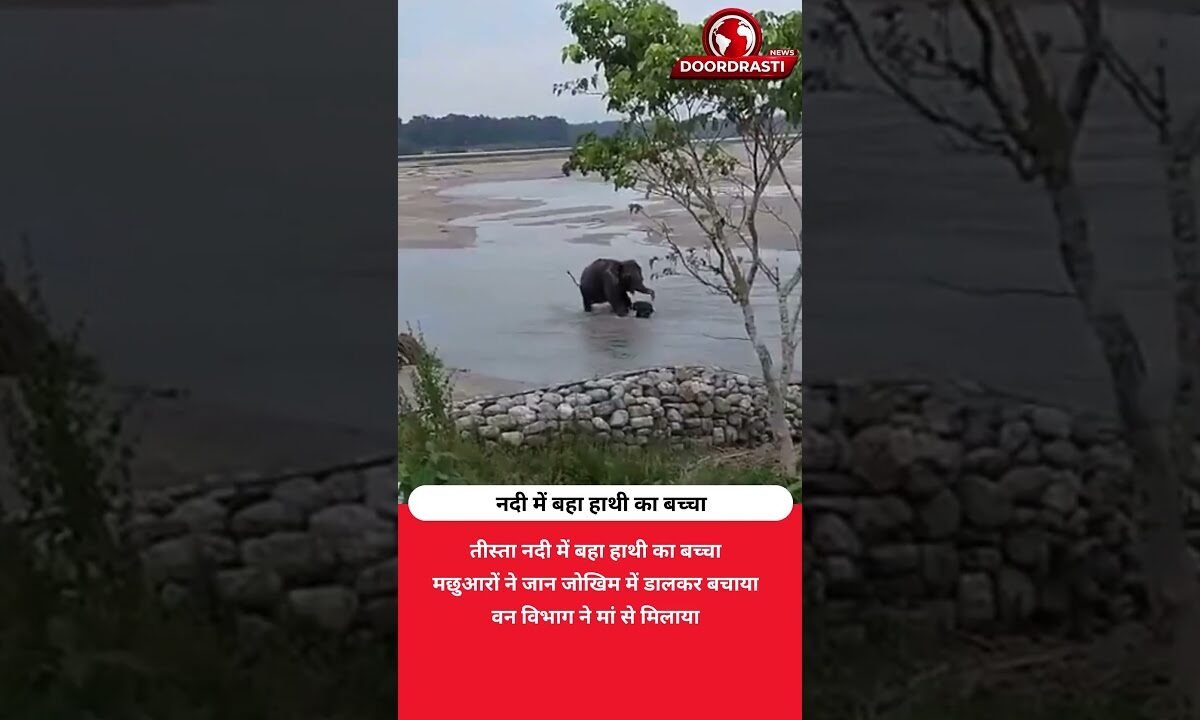 नदी में बह रहा था हाथी का बच्चा, मछुआरों ने बचाकर मां से मिलाया
