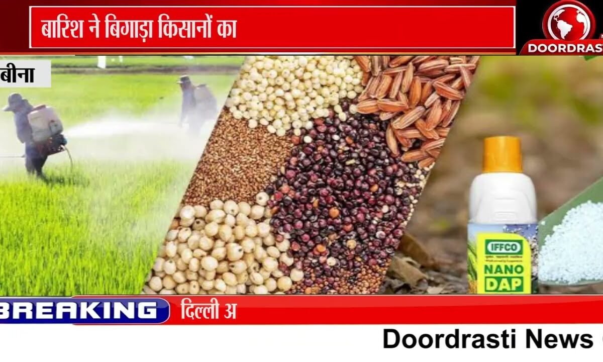 बारिश से सोयाबीन-उड़द बर्बाद, लागत निकालना मुश्किल