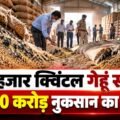 लखनादौन वेयरहाउस में 13 हजार क्विंटल गेहूं सड़ने का दावा, ₹2.60 करोड़ के नुकसान का आरोप