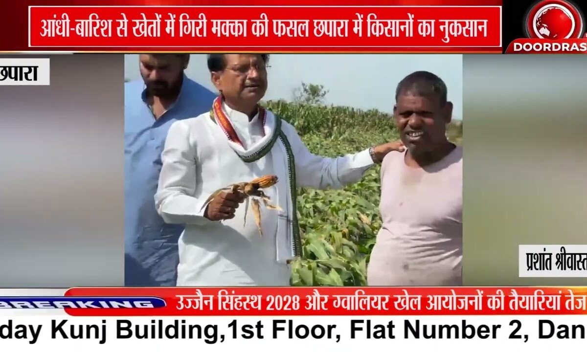 आंधी-बारिश से खेतों में गिरी मक्का की फसल, छपारा क्षेत्र में किसानों के नुकसान का जायजा