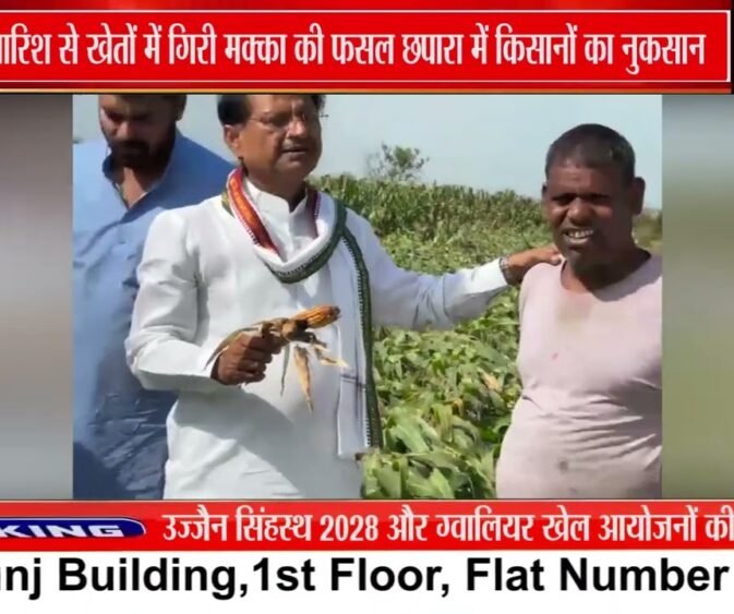आंधी-बारिश से खेतों में गिरी मक्का की फसल, छपारा क्षेत्र में किसानों के नुकसान का जायजा